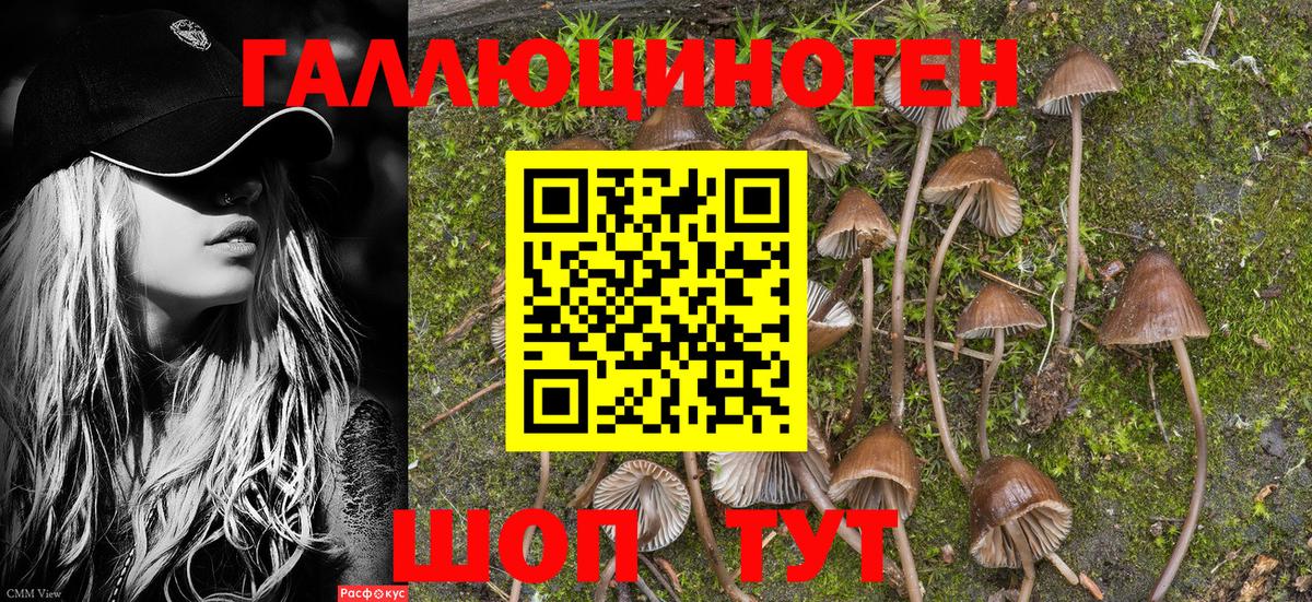 Галлюциногенные грибы GOLDEN TEACHER  Галлюциногенные грибы Psilocybe  Вольск  Вход с VPN 